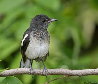 Kacer - Oriental Magpie-Robin (Copsychus saularis)2